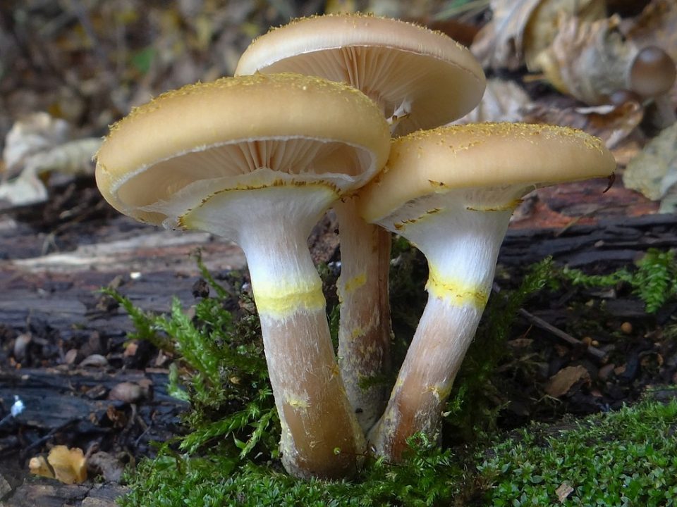 ТОП-10 лучших грибов для засолки