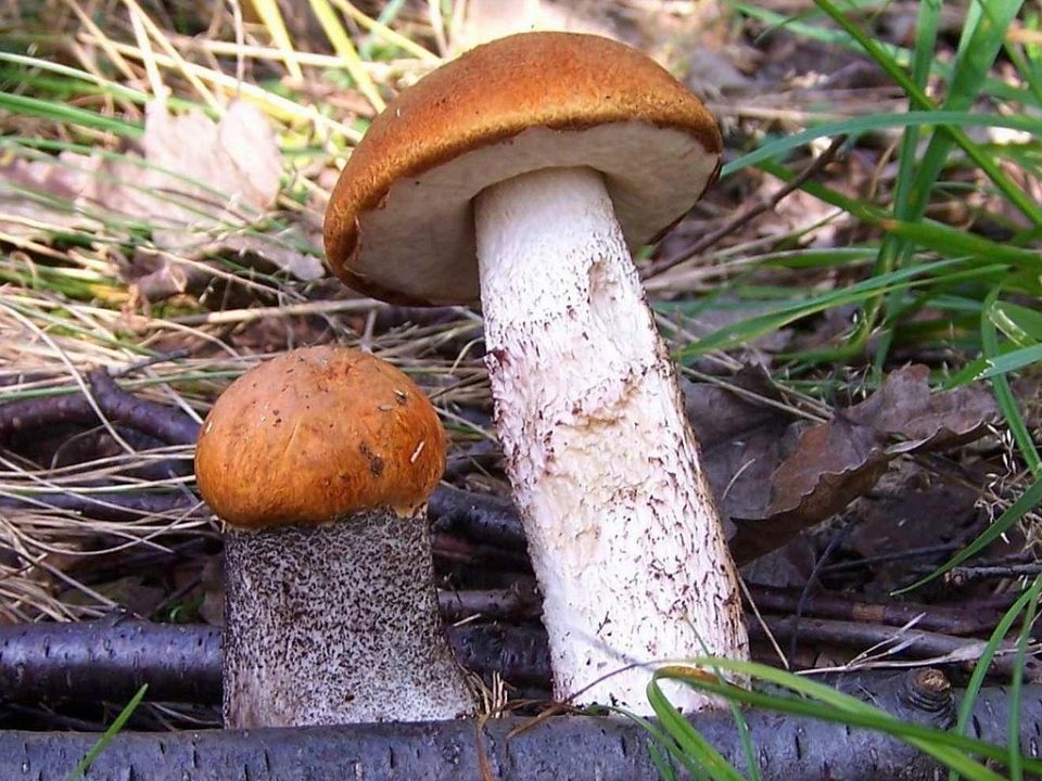 ТОП-10 лучших грибов для засолки