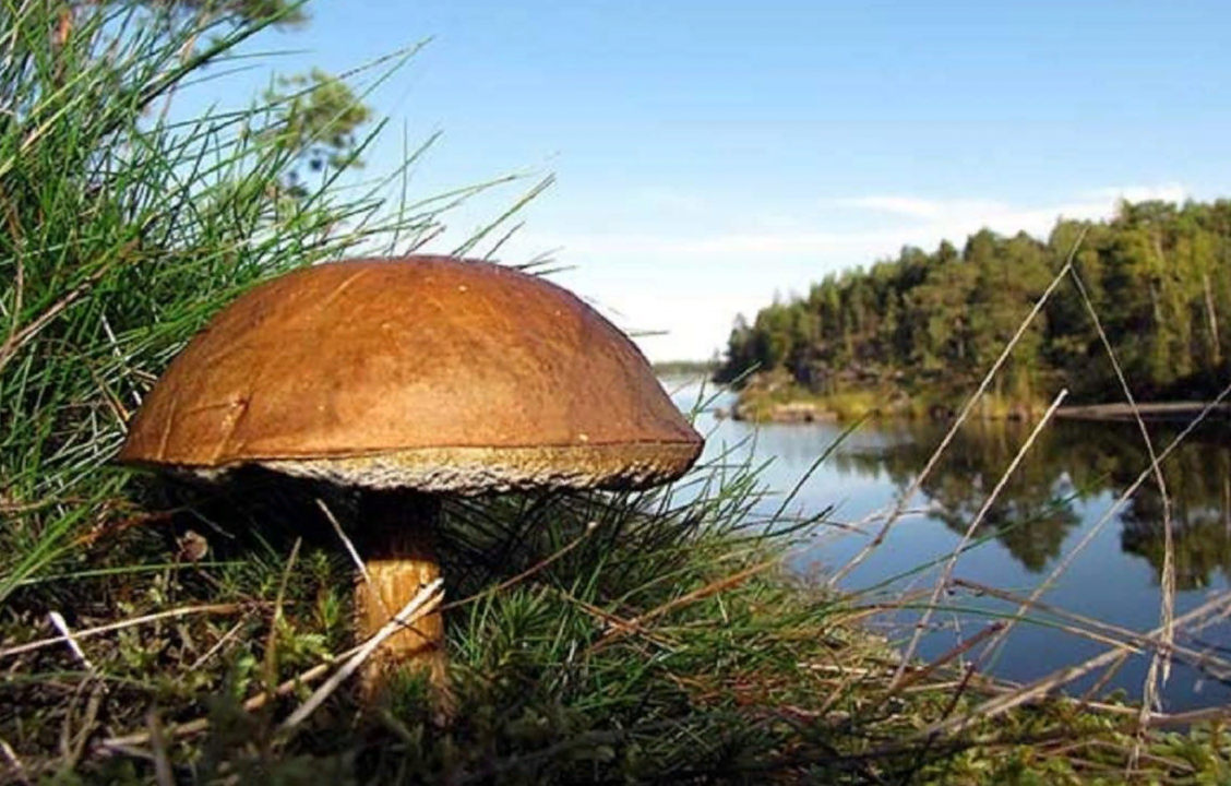 Самые большые грибы на планете