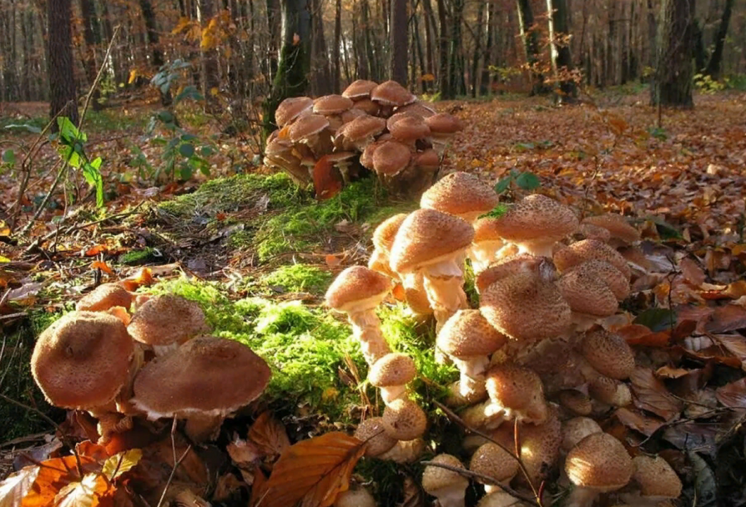 Самые большые грибы на планете