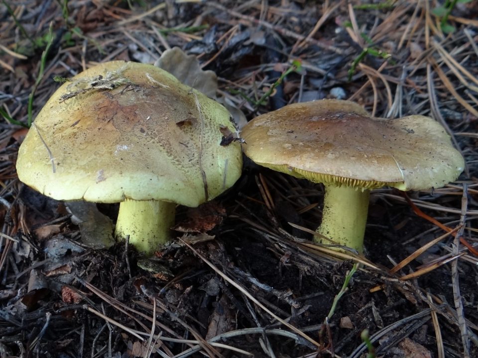Самые опасные грибы в мире