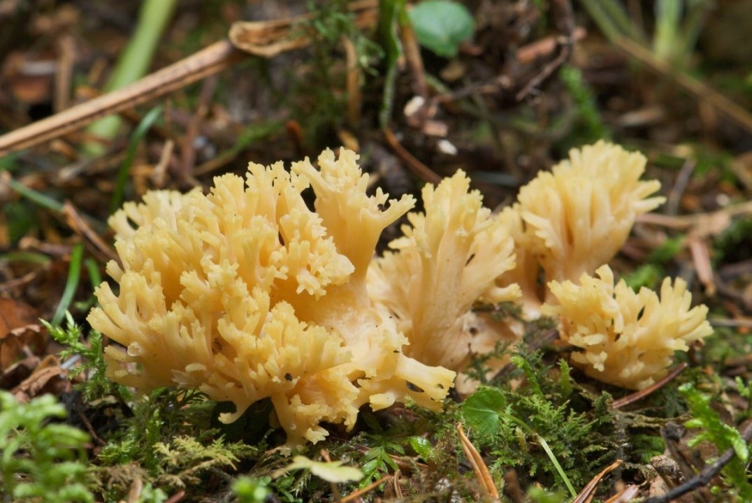 Самые странные и интересные грибы