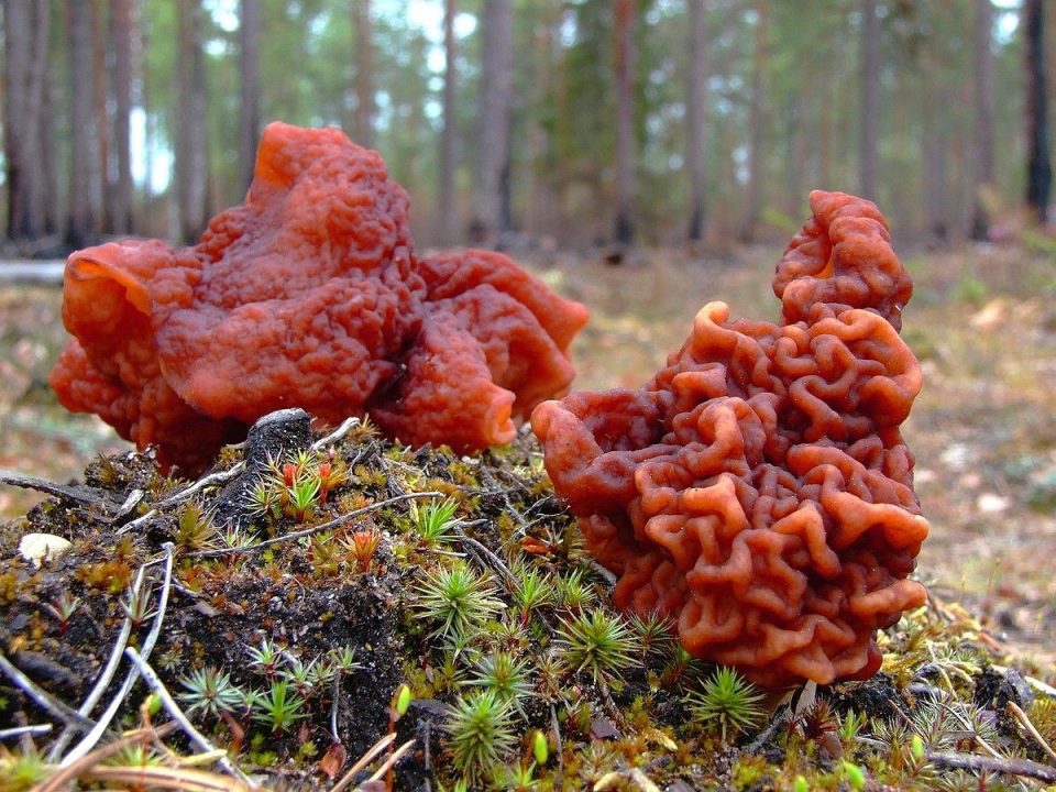 Самые странные и интересные грибы