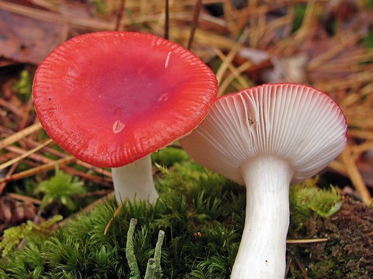 ТОП-15 самых жутких и гнусных грибов на планете