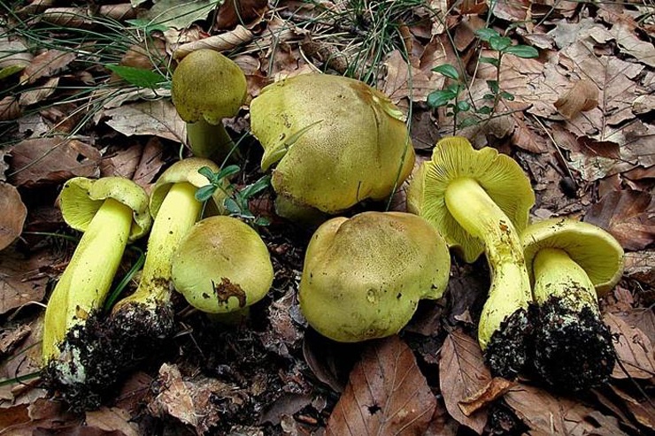 ТОП-15 самых жутких и гнусных грибов на планете