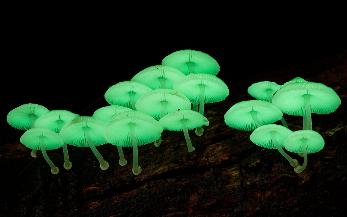 Cамые редкие грибы на планете