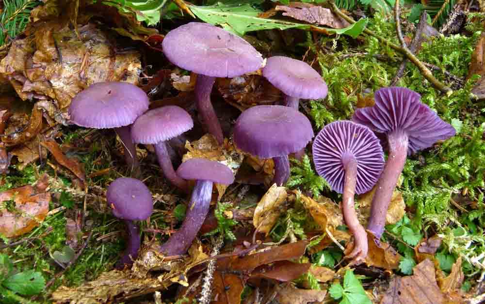 Cамые редкие грибы на планете