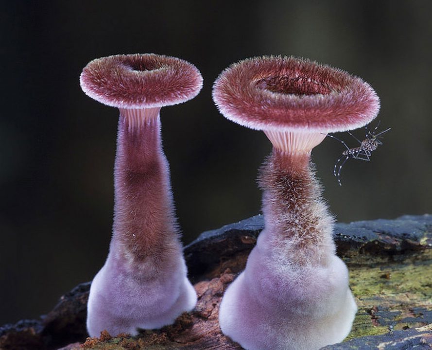 Самые красивые грибы в лесу