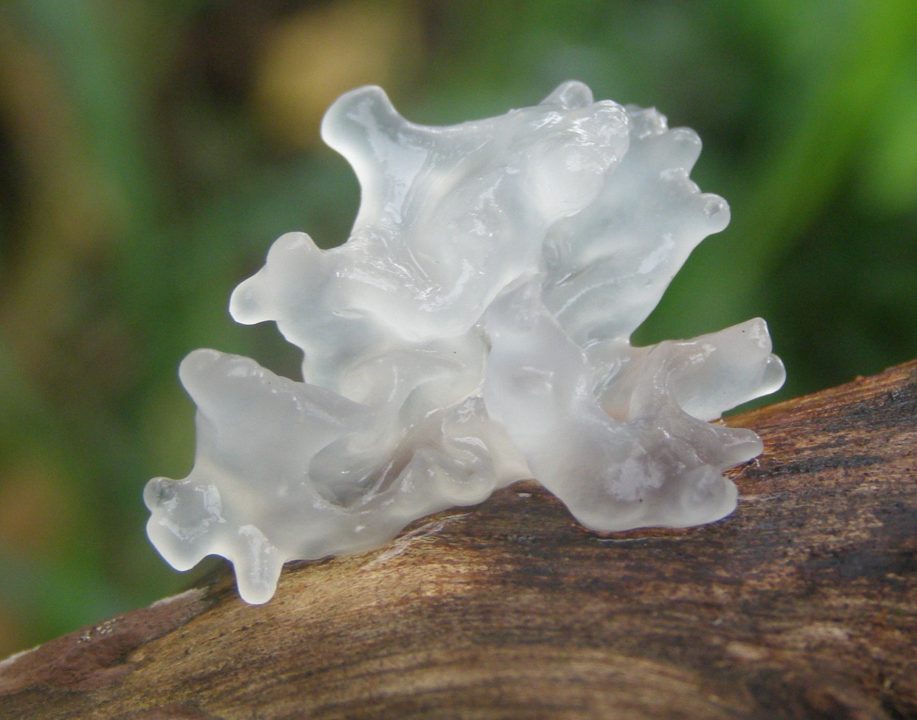 Самые красивые грибы в лесу