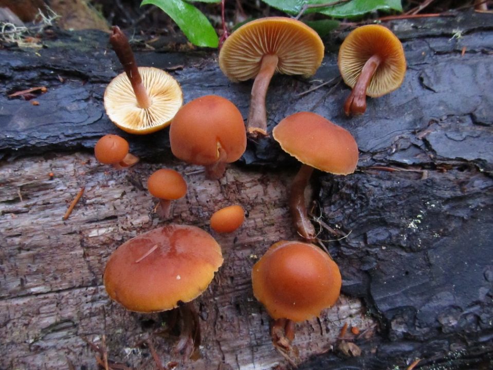 Какие грибы растут в январе