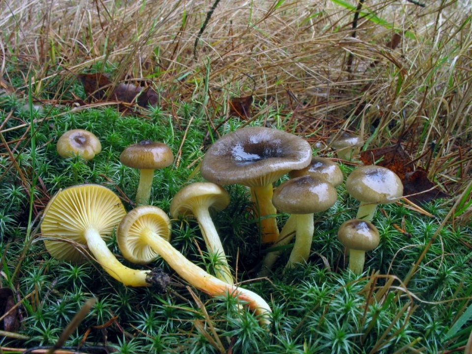 Какие грибы растут в январе