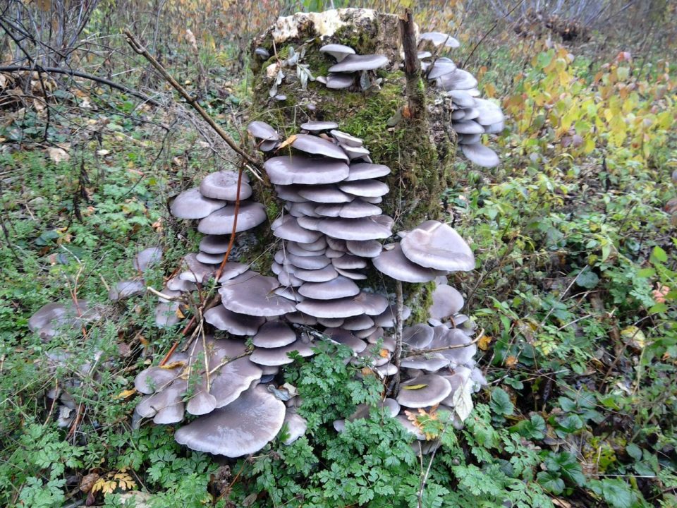 Какие грибы растут в феврале