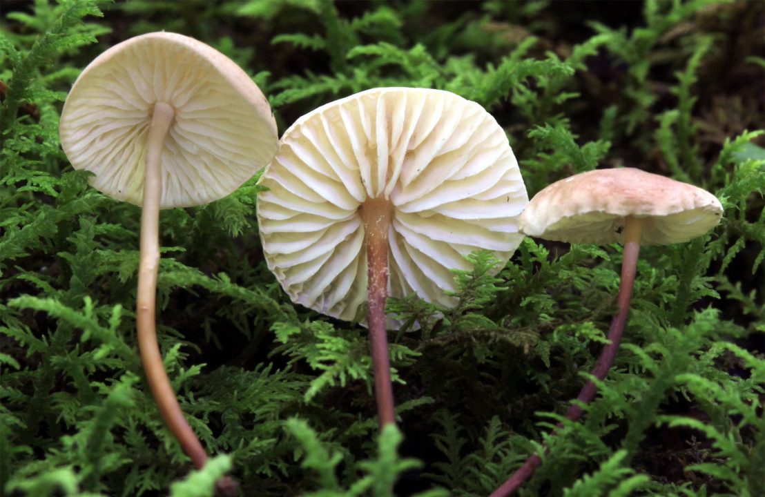 Какие грибы растут в феврале