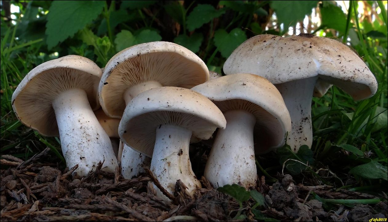 Какие грибы растут в апреле