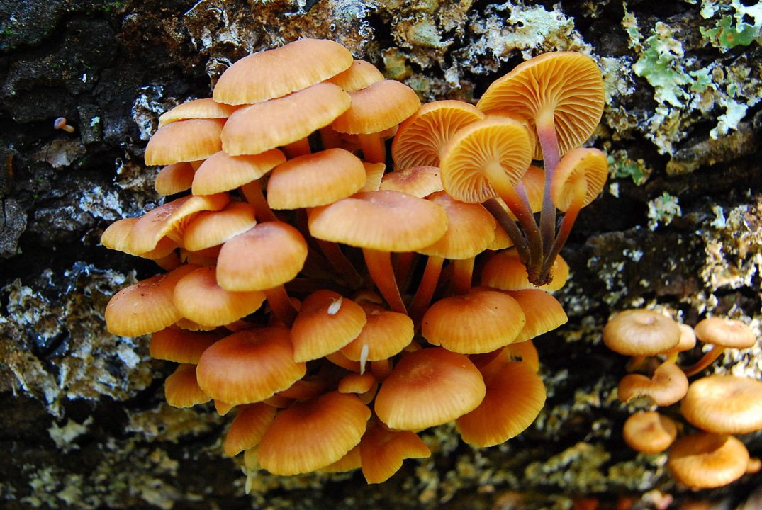 Какие грибы растут в апреле