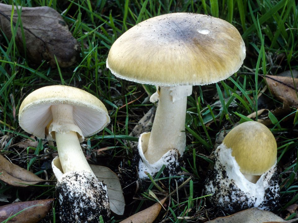 Смертельно-опасные грибы России