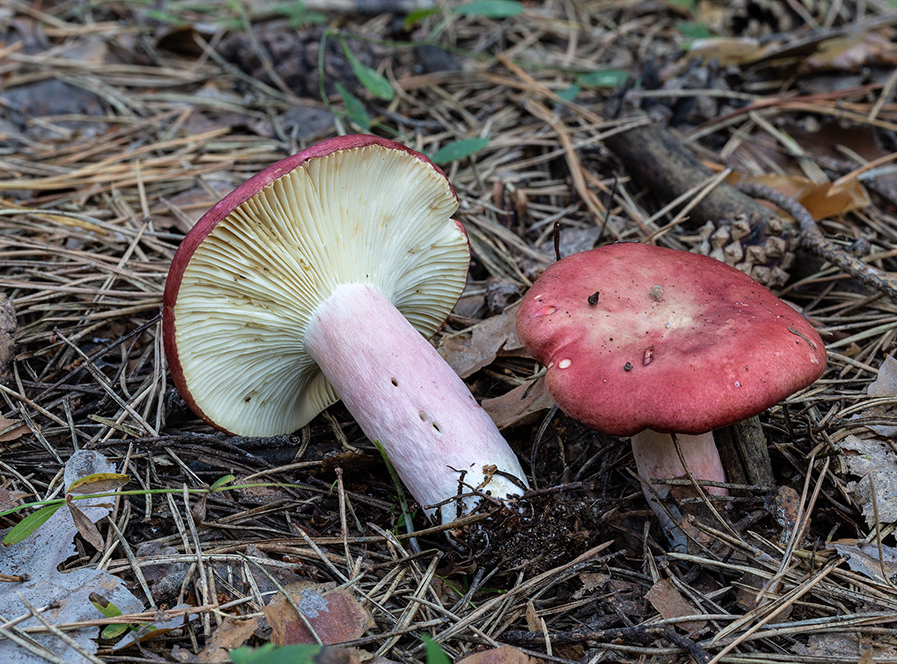 Какие грибы растут летом
