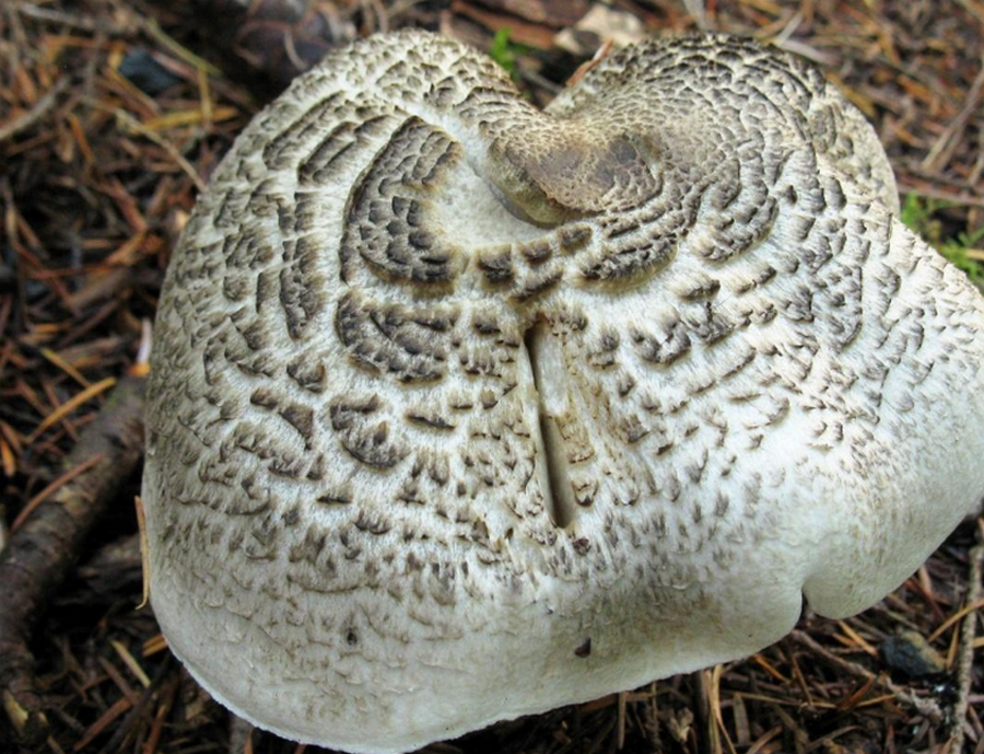 Какие грибы растут летом