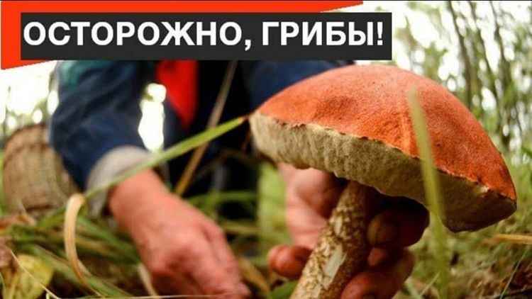 Осторожно, гриб!!! - Лента новостей для Крыма