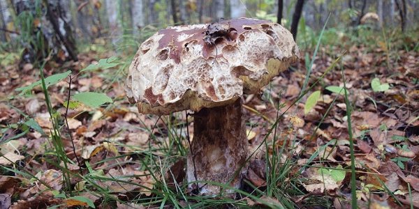 Червячный гриб
