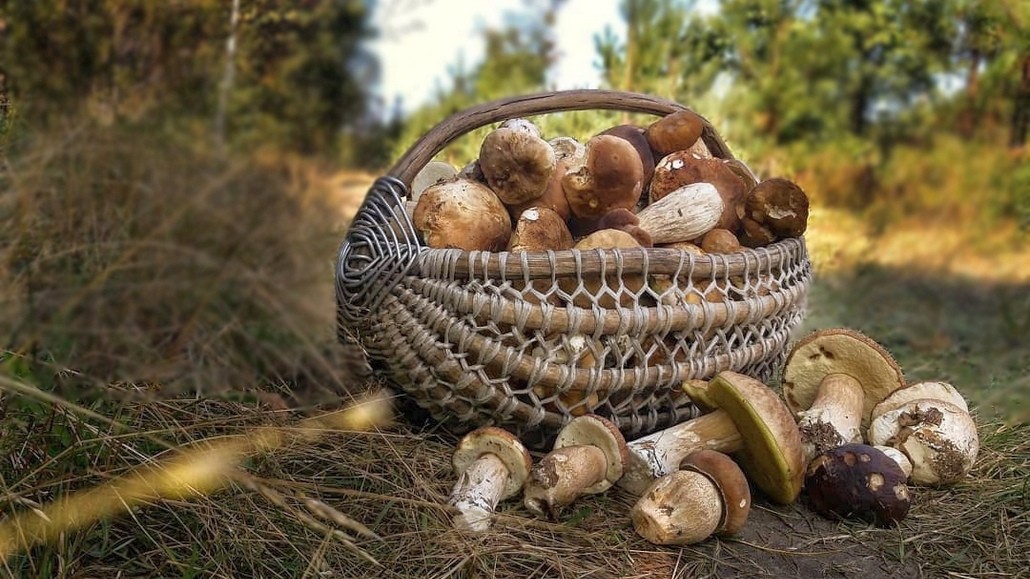 В Беларуси ввели налог на сбор грибов и ягод, но платить его будут не все