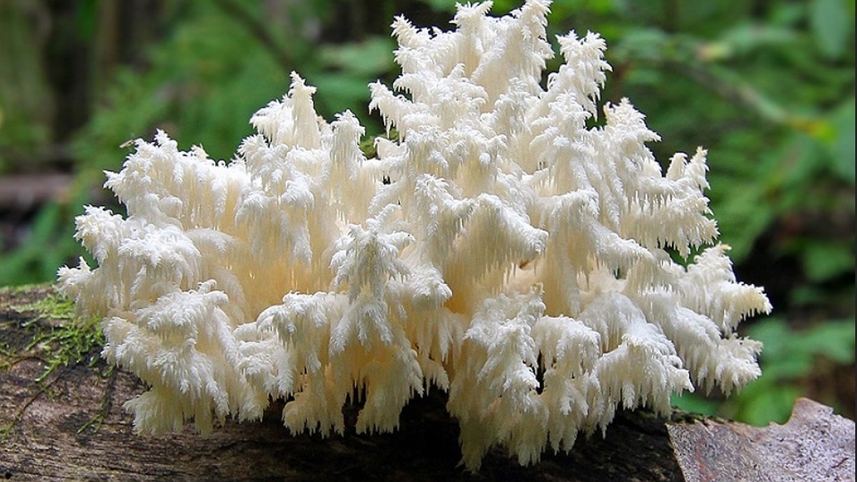 Экологи призвали не есть «необычайно вкусные» краснокнижные грибы