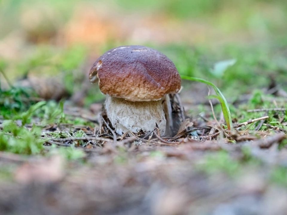 Где растет белый гриб в Красноярске 2021: лучшие места, советы грибников с форумов