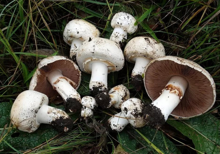 Изображение грибов шампиньонов