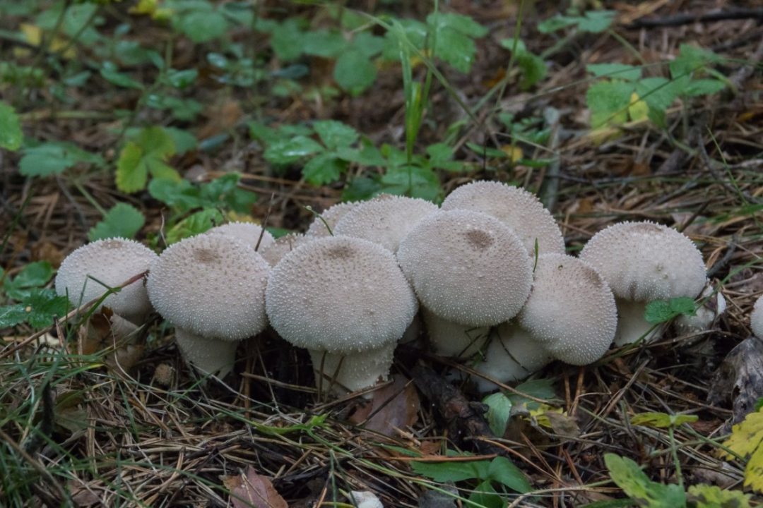 Какие съедобные грибы можно собирать летом? Фото - Ботаничка