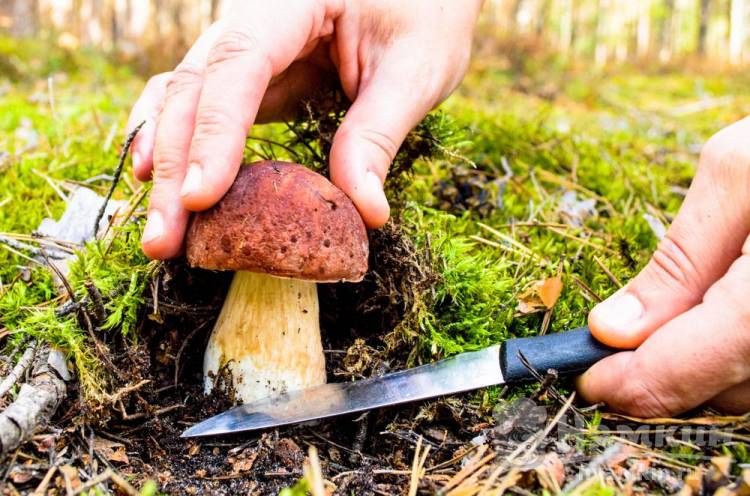 Как собирать грибы в лесу — основные правила