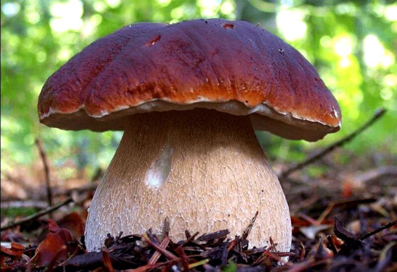 Какие съедобные грибы можно собрать в Подмосковье