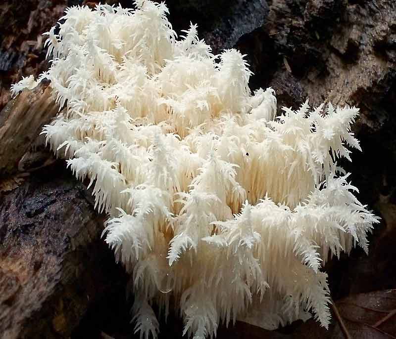 Коралловый гриб Hericium