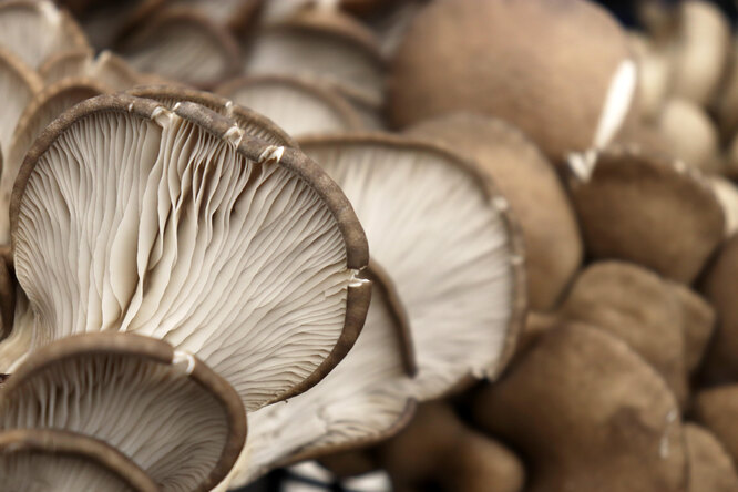 Съедобные и ядовитые грибы: на заметку неопытному грибнику