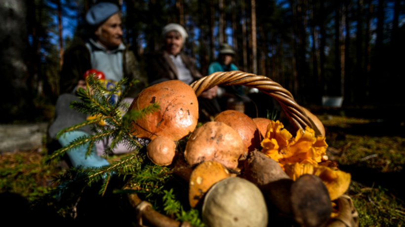 Грибной сезон 2021 в Подмосковье: где собирать ранние грибы - РИАМО