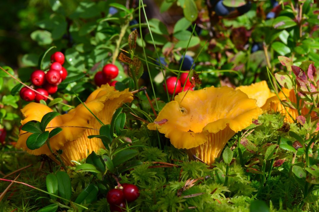Осенние грибы лисички — 47 фото