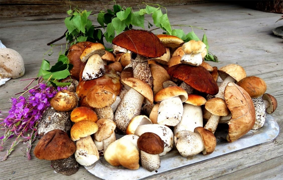 Самые вкусные грибы в России — 46 фото