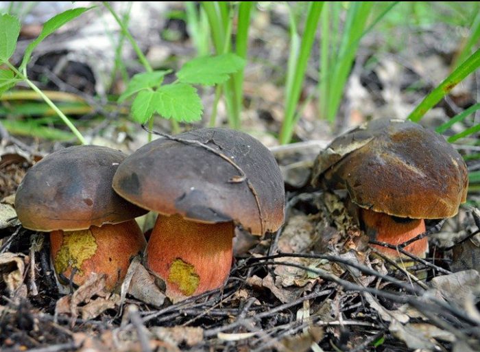 Какие съедобные грибы растут под дубом и в дубовом лесу осенью