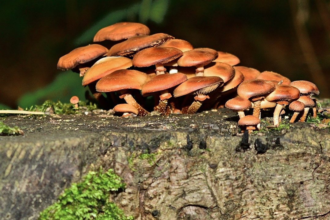Пеньковые грибы (42 фото) » фото из разных уголков мира