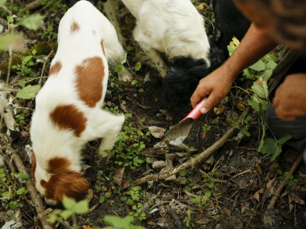 Грибы помогают искать специально обученных собак