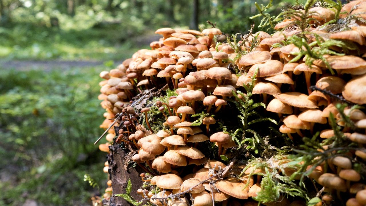 Как магические свойства грибов могут спасти человечество - BBC News Русская служба