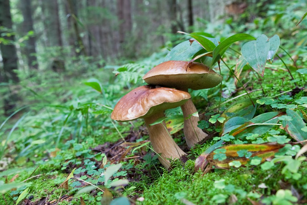 Где собирать грибы на Байкале: обзор самых интересных мест