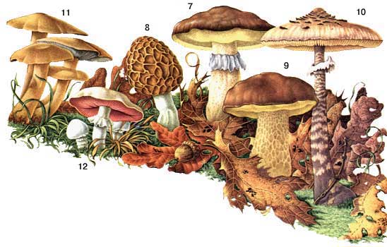 Календарь сбора грибов: Грибной справочник - как отличить ядовитые грибы от съедобных
