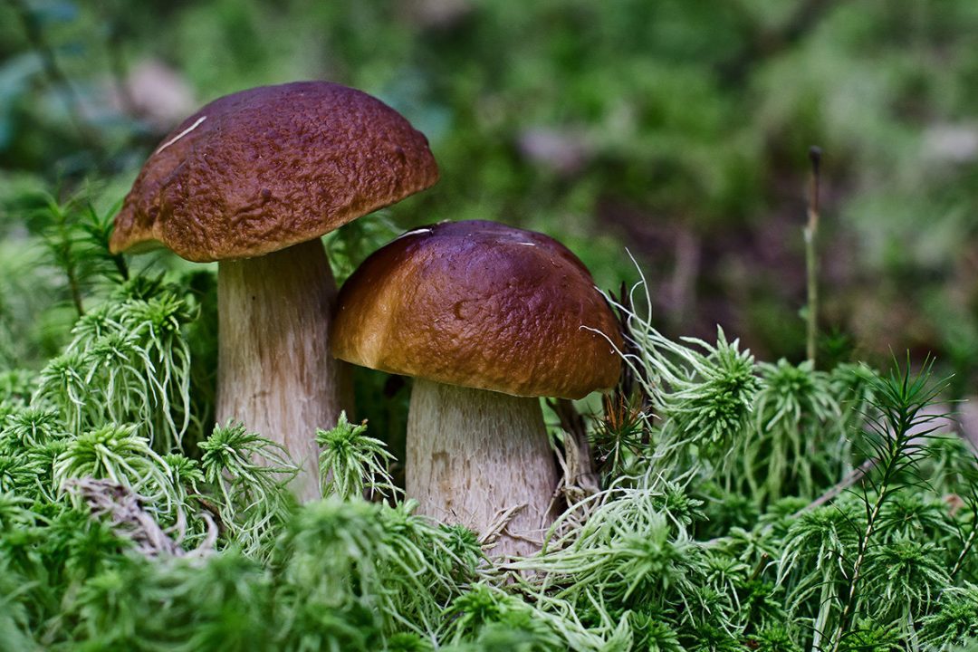 есть ли грибы в воронежской области сегодня фото