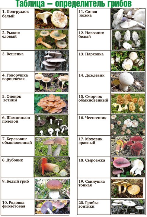 какие грибы можно собрать и найти в воронежской области и нововоронеже image