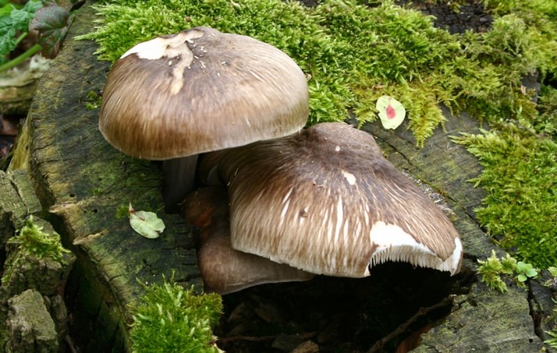 Съедобные грибы, растущие на пнях: виды и описание