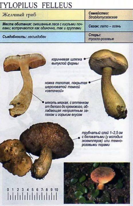 Ложный белый гриб: описание, 24 фото, как отличить от настоящего