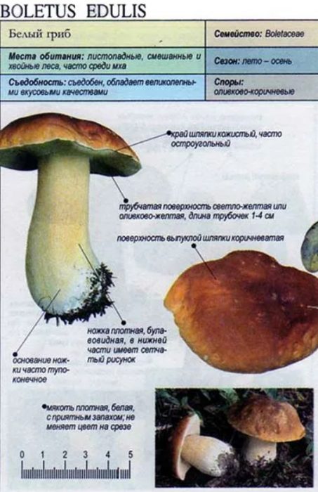 Описание белого гриба
