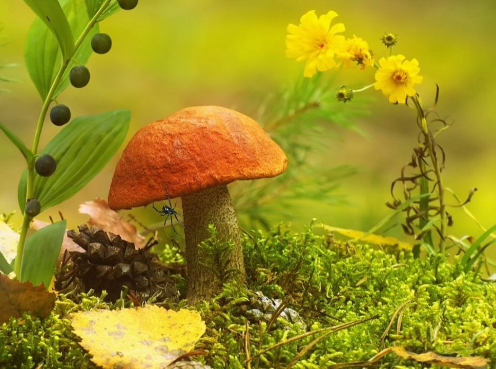 Какие грибы растут летом в 2022 году: в июне, июле, августе