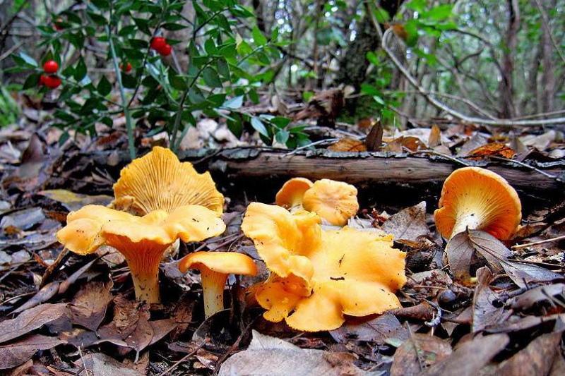 Такие разные грибы лисички, фото и описание, лисички ложные