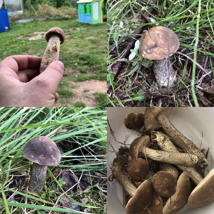 грибы в Новосибирске 2019, осенняя картина из 4 отзывов